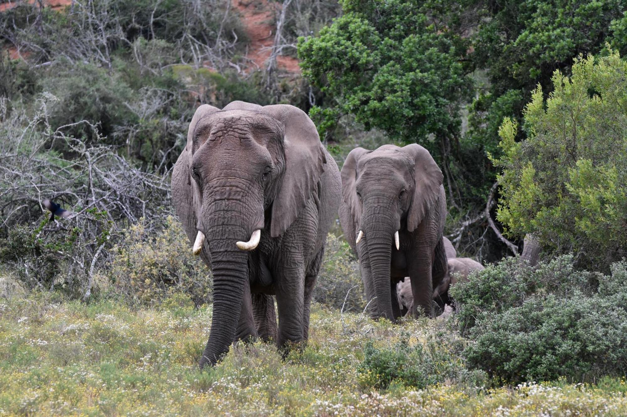 Zuurberg Mountain Village Addo Esterno foto