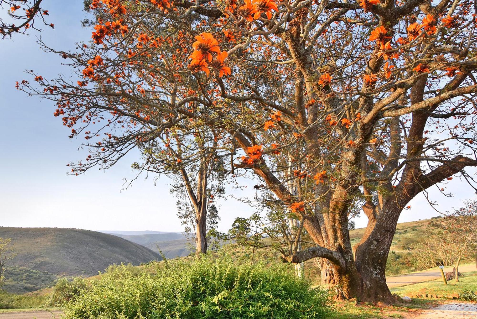 Zuurberg Mountain Village Addo Esterno foto